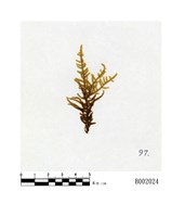 藏品(大灰苔)的圖片